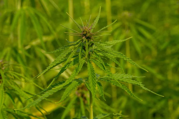Eine Nahaufnahme Des Cannabis Anbaus Einer Plantage — Stockfoto