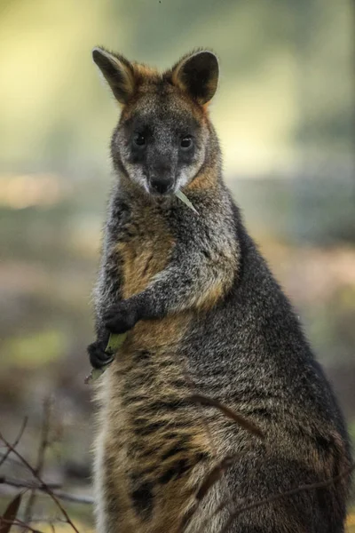 Függőleges Közelkép Egy Mocsári Wallaby Eszik Egy Bőrt Szabadban — Stock Fotó