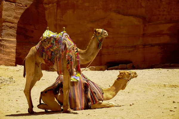 Ein Paar Kamele Petra Jordanien — Stockfoto