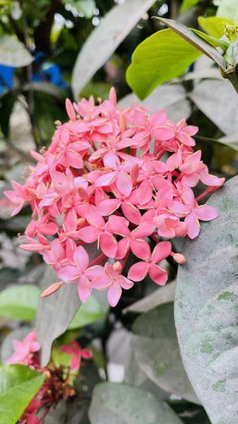 Vertical Closeup Shot Pink Ixora Flower — Stock Photo, Image