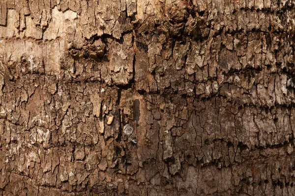 Крупним Планом Знімок Структури Стовбура Дерева — стокове фото