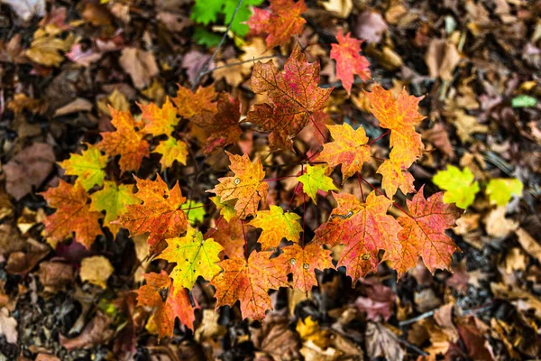 Tło Jesiennych Liści Ziemi — Zdjęcie stockowe