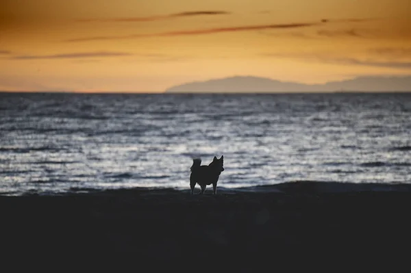 Μια Σιλουέτα Ένα Σκύλο Στέκεται Στην Ακτή Της Παραλίας Λαγκούνα — Φωτογραφία Αρχείου
