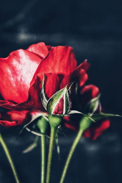 Egy Függőleges Lövés Néhány Vörös Rózsa Egy Sötét Háttér — Stock Fotó