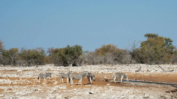 Egy Csapat Zebrát Etosha Nemzeti Parkban Namíbiában — Stock Fotó