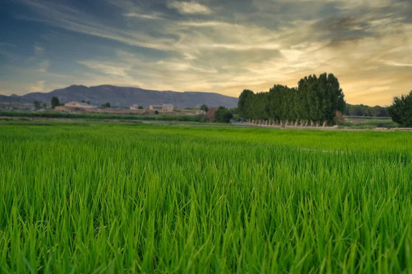 Malebný Pohled Rýžové Pole Pod Západem Slunce Venkově — Stock fotografie
