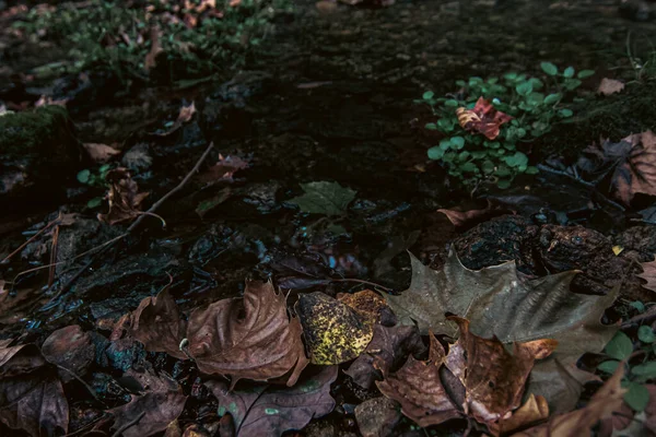 Potok Spadlým Podzimním Listím Lese — Stock fotografie