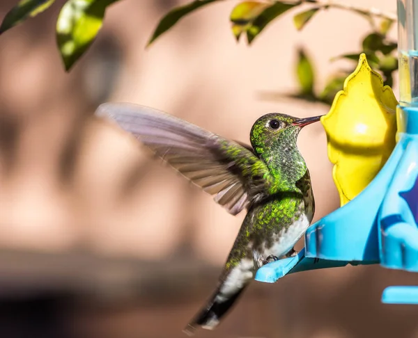 Ein Flacher Fokus Eines Schlichten Smaragdgrünen Kolibris — Stockfoto