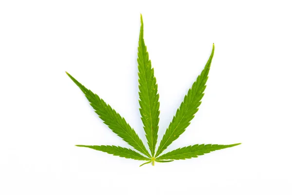 Primer Plano Una Hoja Cannabis Aislada Sobre Fondo Blanco —  Fotos de Stock