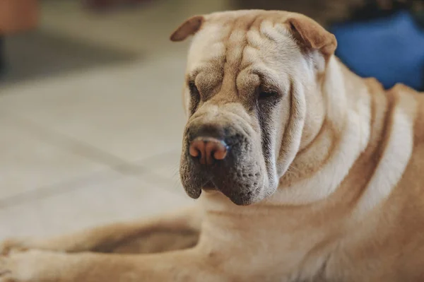 Cão Shar Pei Bonito Chão Sala — Fotografia de Stock