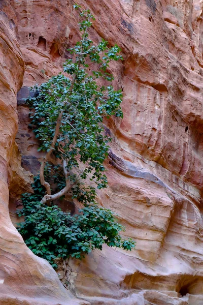 Вертикальный Снимок Зеленого Дерева Растущего Огромной Скале Петре Иордания — стоковое фото