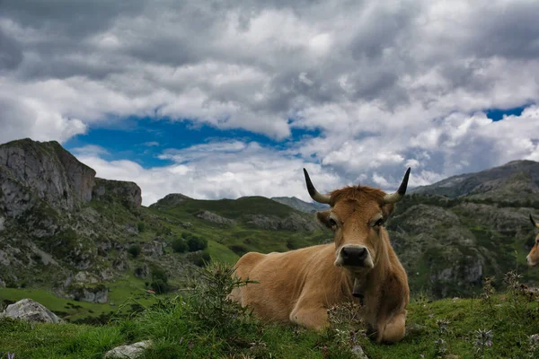 Uma Vaca Deitada Colina Rochosa Perto Lagos Covadonga Espanha Sob — Fotografia de Stock