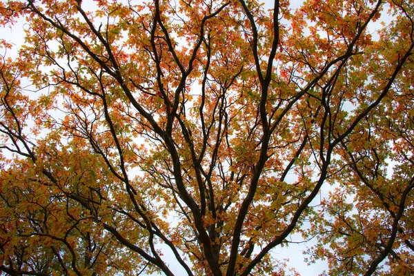Niski Kąt Ujęcia Drzew Jesiennych Kolorach — Zdjęcie stockowe