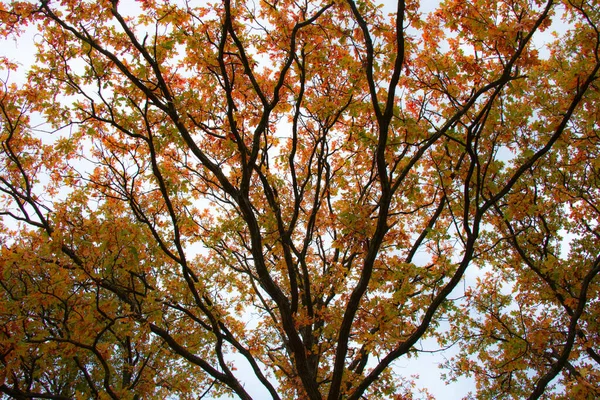 Angle Bas Des Arbres Dans Les Couleurs Automne — Photo