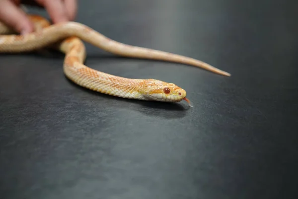 Ένα Φίδι Από Καλαμπόκι Σέρνεται Μια Μαύρη Επιφάνεια — Φωτογραφία Αρχείου