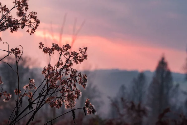 Piękny Czerwony Zimowy Zachód Słońca Między Lasami — Zdjęcie stockowe
