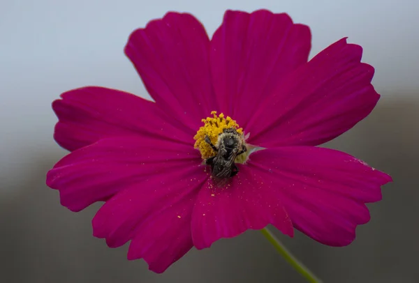 Селективное Фокусирование Пчелы Розовом Цветке Космеи Цветущем Саду — стоковое фото