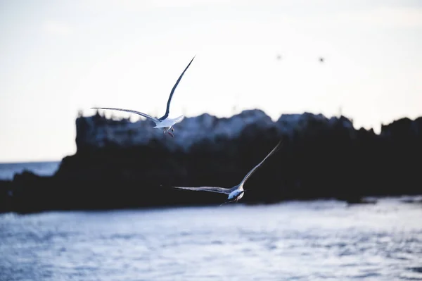 Selective Focus Shot Flying Seagulls — 图库照片