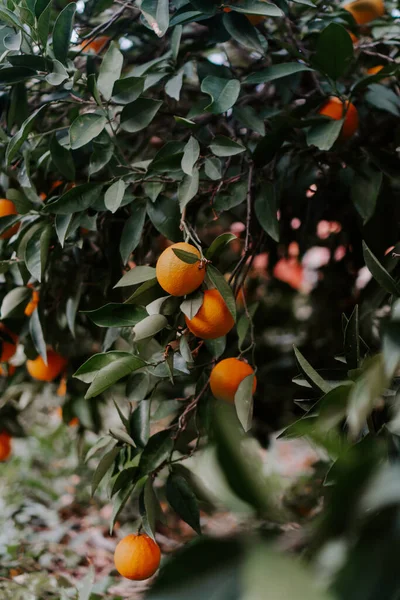 Drzewo Pomarańczowe Dojrzałymi Owocami Mandarynka Gałąź Świeżych Dojrzałych Pomarańczy Bujnymi — Zdjęcie stockowe