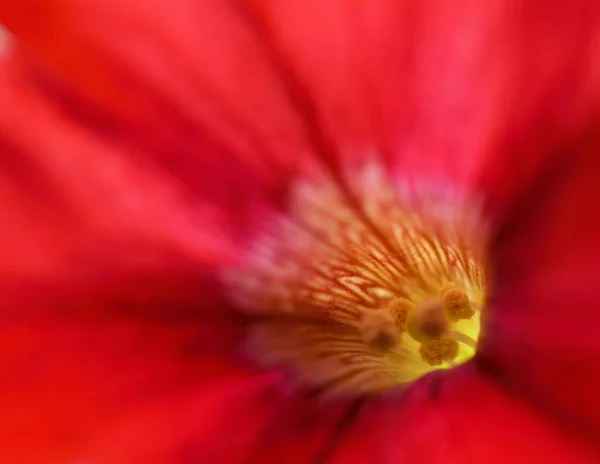 Крупним Планом Червона Квітка — стокове фото