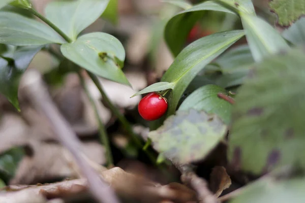 Eine Nahaufnahme Der Ruscus Beere Ausgewählte Schwerpunkte — Stockfoto