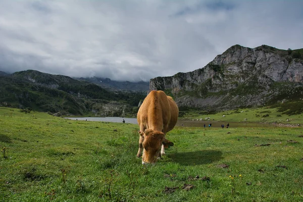Kráva Pasoucí Kopci Jezera Covadonga Španělsko Pod Ponurým Nebem — Stock fotografie