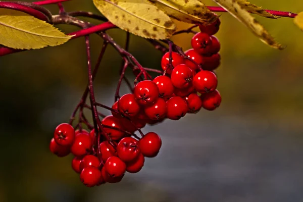 Bulanık Bir Arkaplanda Ağaçtan Sarkan Kırmızı Böğürtlenlerin Yakın Çekimi — Stok fotoğraf
