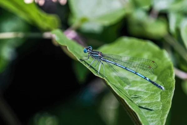 大きな緑の葉に青い昆虫トンボのクローズアップ背景がぼやけている — ストック写真