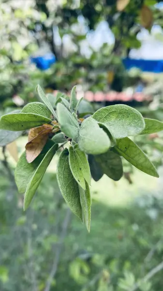 Eine Nahaufnahme Von Grünen Blättern Des Baumes Garten — Stockfoto