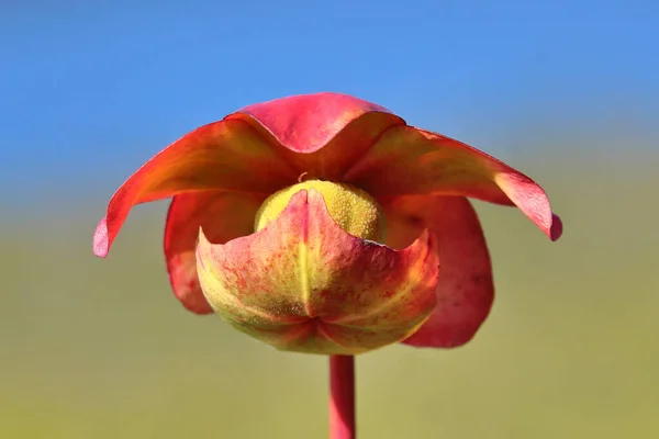 Een Close Shot Van Een Rode Gele Bloem Een Wazige — Stockfoto