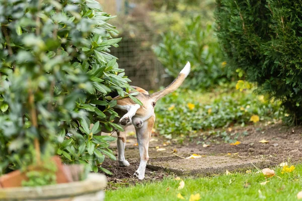 Close Shot Amazing Dog Peeing Green Garden — Stockfoto