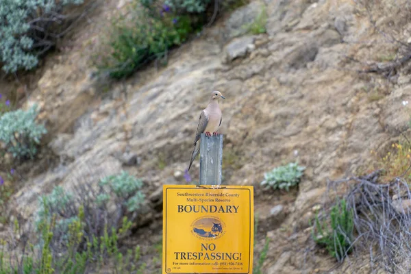 Closeup Laughing Dove Perched Road Sign Spilopelia Senegalensis — Stock Photo, Image