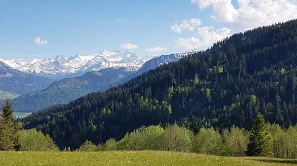 Faszinierender Blick Auf Fichtenwälder Und Schneebedeckte Berge Mit Blauem Himmel — Stockfoto