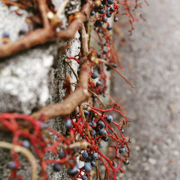 Closeup Shot Bunch Blue Grapes Hanging Plant — Foto Stock