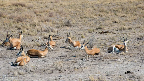 Grupo Antílopes Safari Parque Nacional Etosha Namíbia — Fotografia de Stock