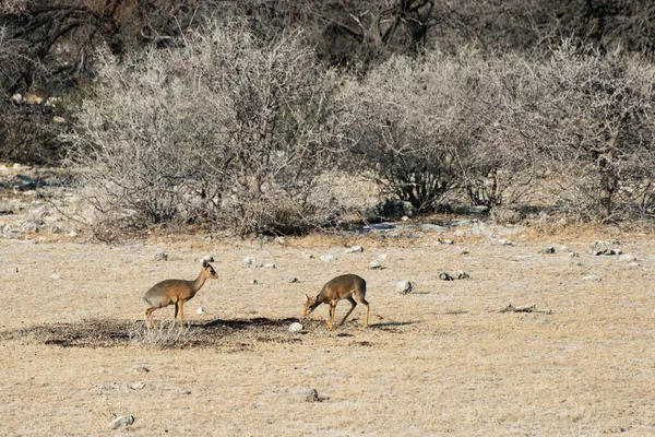 Kilka Jeleni Safari Parku Narodowym Etosha Namibia — Zdjęcie stockowe