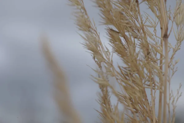 Closeup Shot Dried Plant — Stock Photo, Image