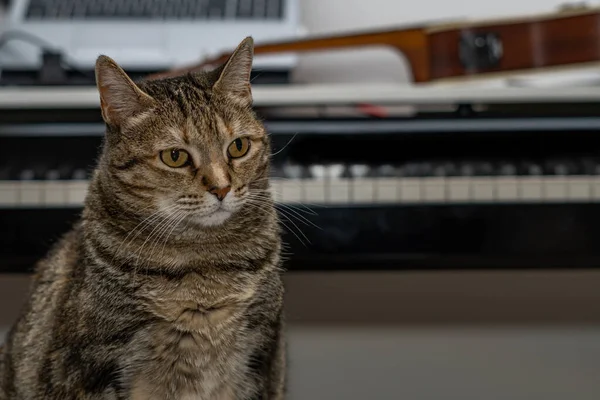 Common Brown Black Cat Sitting Piano Background Out Focus — 图库照片