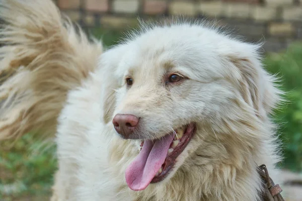 A closeup of a cute white great Pyrenees dog outdoors during daylight