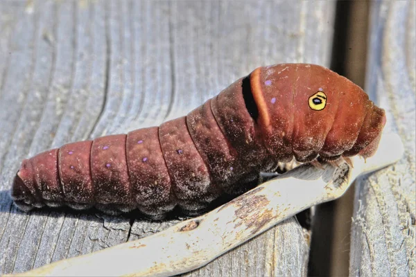 Closeup Shot Brown Insect Outdoors — Stock Photo, Image