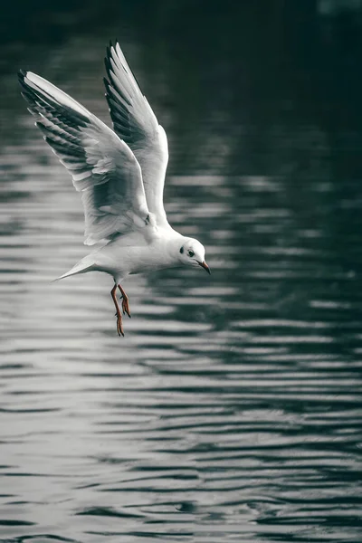 Gabbiano Bianco Che Vola Sopra Lago Con Sfondo Sfocato — Foto Stock