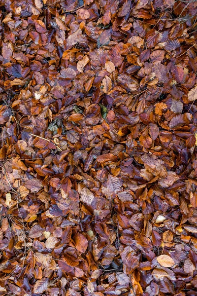 Pionowe Ujęcie Kolorowych Mokrych Jesiennych Liści Ziemi — Zdjęcie stockowe