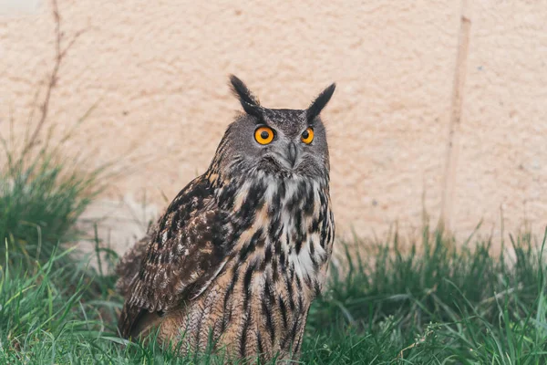 Tiro Uma Coruja Bonita Assustadora Com Olhos Alaranjados Grama — Fotografia de Stock