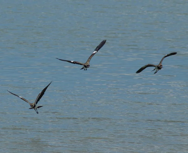 Las Tres Aves Que Vuelan Sobre Superficie Del Agua Del — Foto de Stock