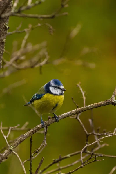 Ormandaki Bir Ağacın Dalında Sarı Mavi Bir Kuşun Yakın Plan — Stok fotoğraf