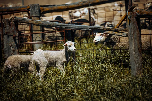 Zbliżenie Owiec Stojących Trawie — Zdjęcie stockowe