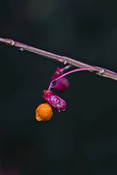 Вертикальний Знімок Оранжево Фіолетової Рослини Розмитому Фоні — стокове фото