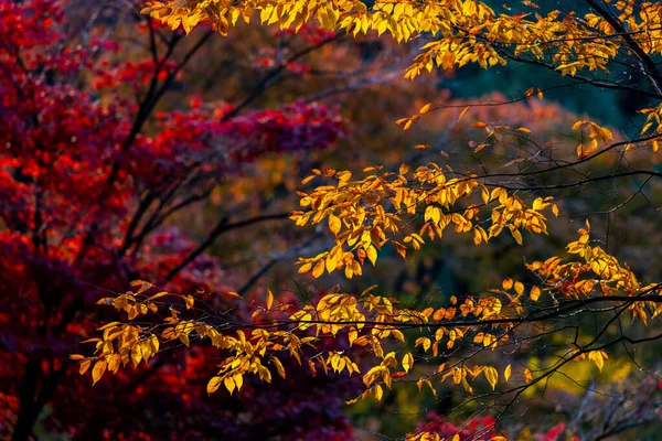 Selective Focus Shot Red Yellow Autumnal Leaves Trees — Stock Photo, Image