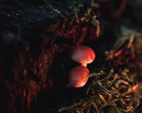 Closeup Small Mushrooms Forest — Stockfoto