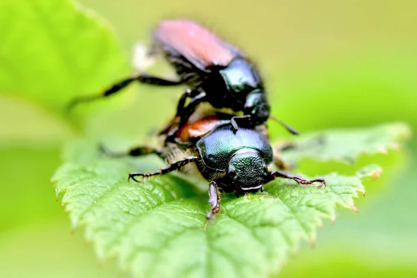 Plan Sélectif Des Insectes Reproduisant Sur Une Feuille — Photo